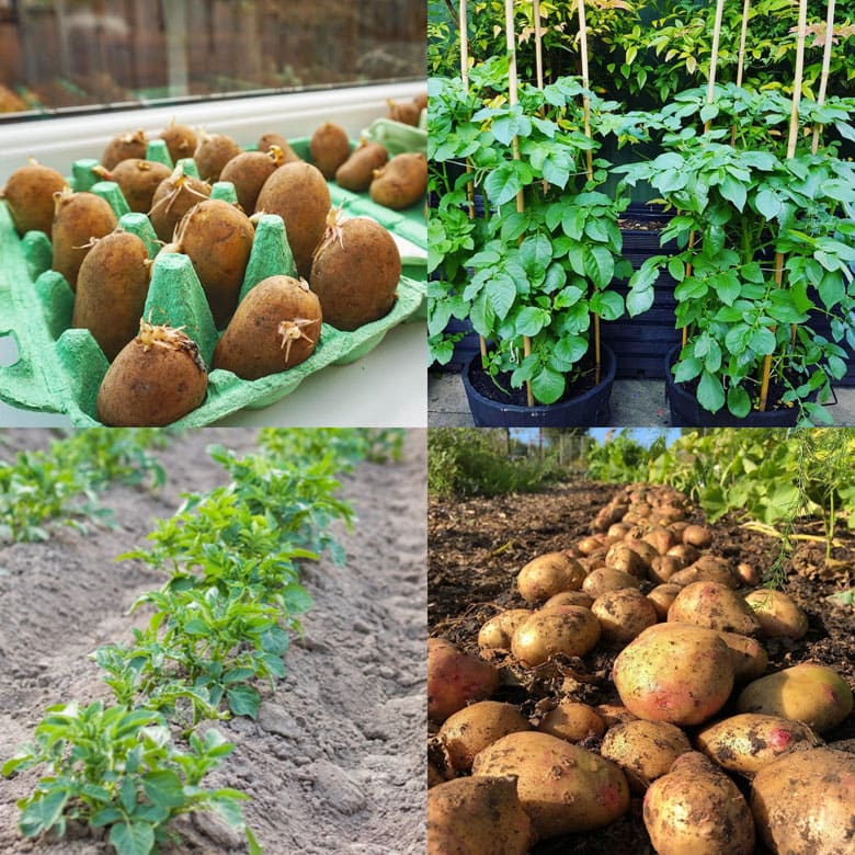 Growing Potatoes in Grow Bags from Planting to Harvest - Squire's