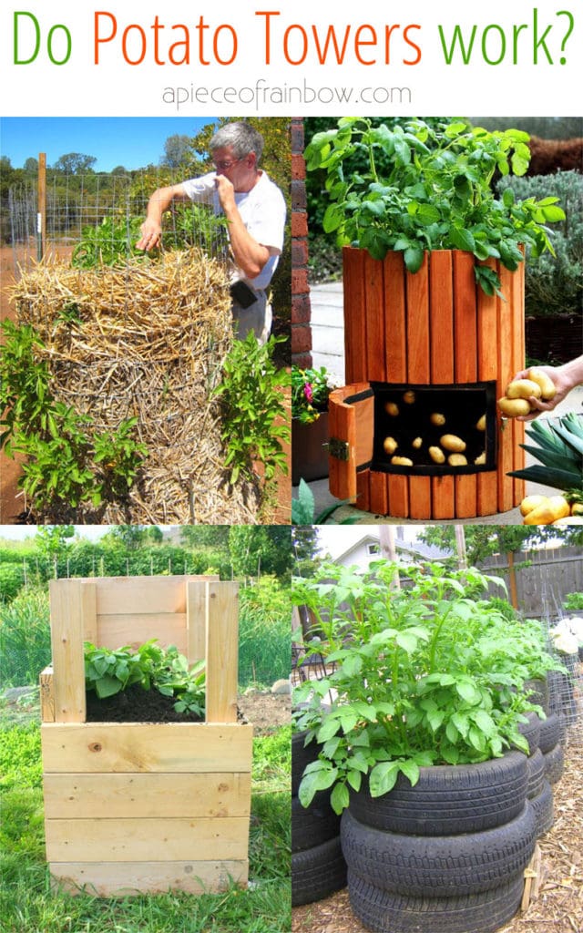 Potato Towers Results DIY Planters How To Grow Potatoes Vertical Wood Box Wire Cage Straw Mound Bags Plant Harvest Yeild Best Vegetable Gardening Ideas Apieceofrainbow 1 640x1024 