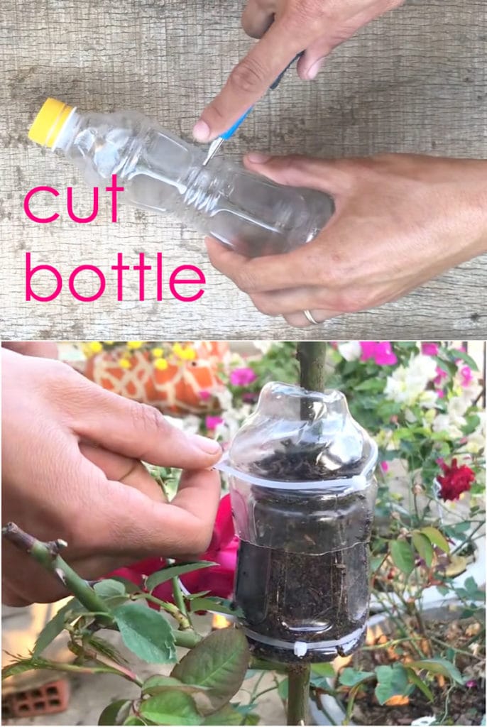 use plastic bottle to propagate plants and roses by air layering