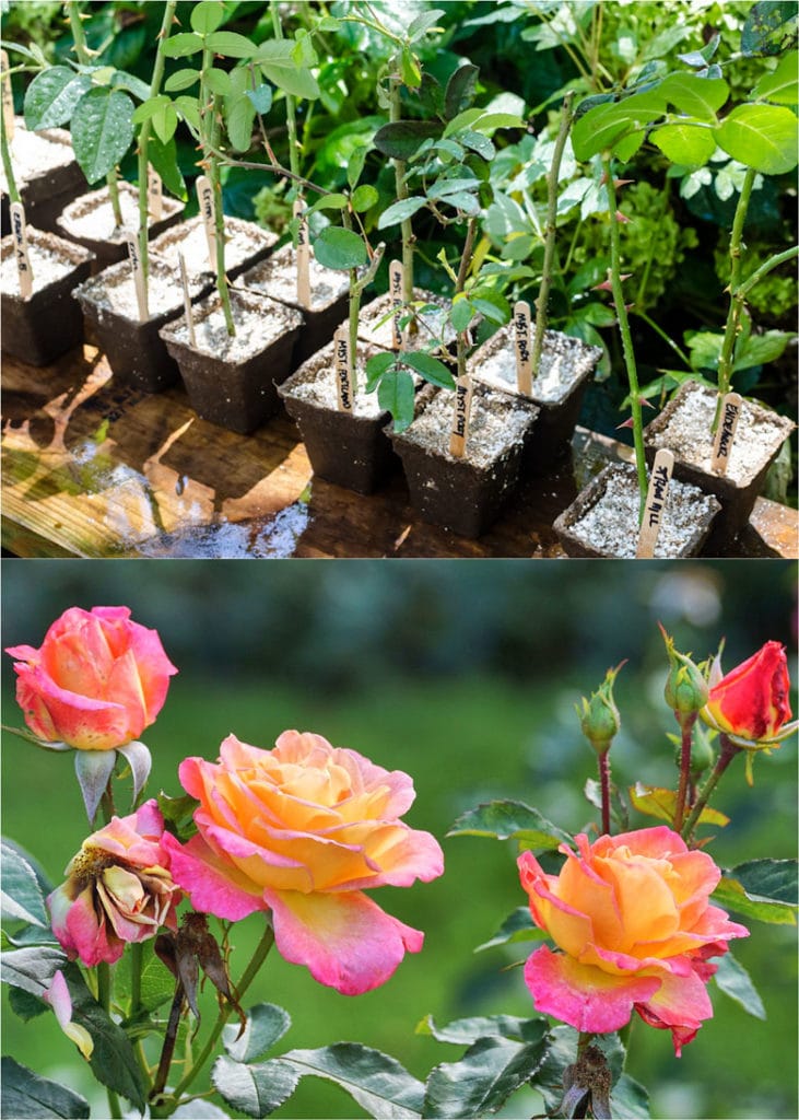 Grow roses from cuttings in soil or medium 