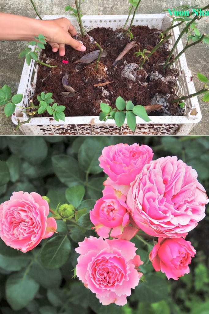 rose cuttings growing in Coco coir 
