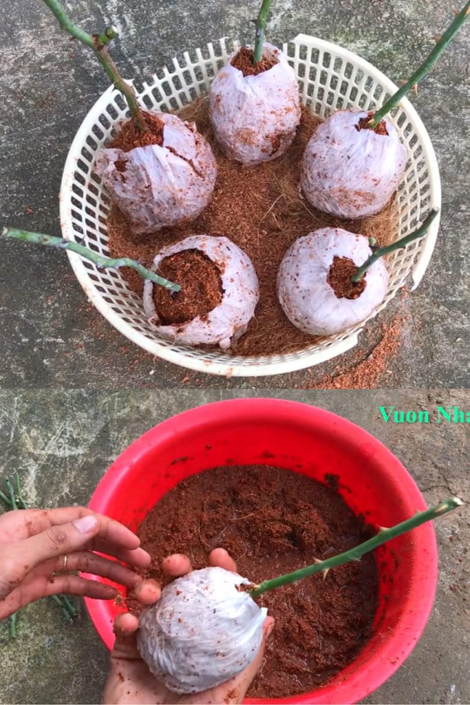 using Coco coir as propagation medium to root rose cuttings
