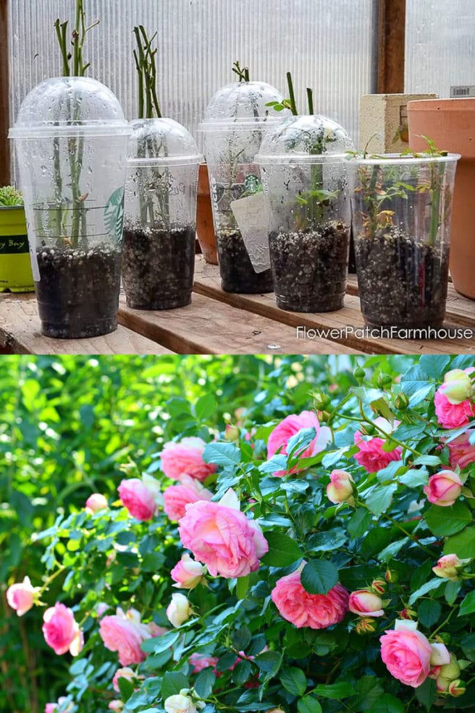 use recycled plastic cups to grow rose cuttings