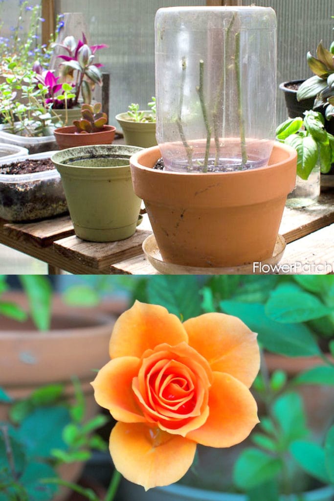 use  plastic or glass jar to protect rose cuttings