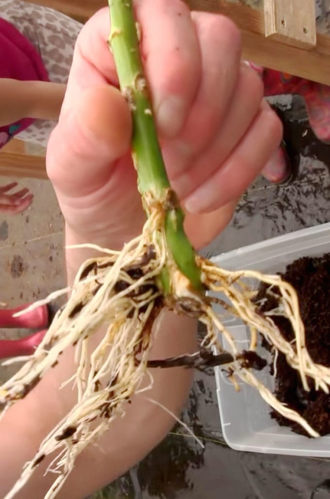 healthy roots growing on cuttings