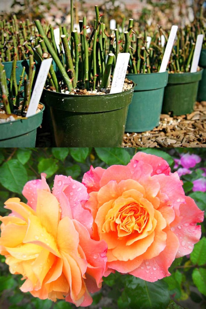 propagate rose cuttings in pots
