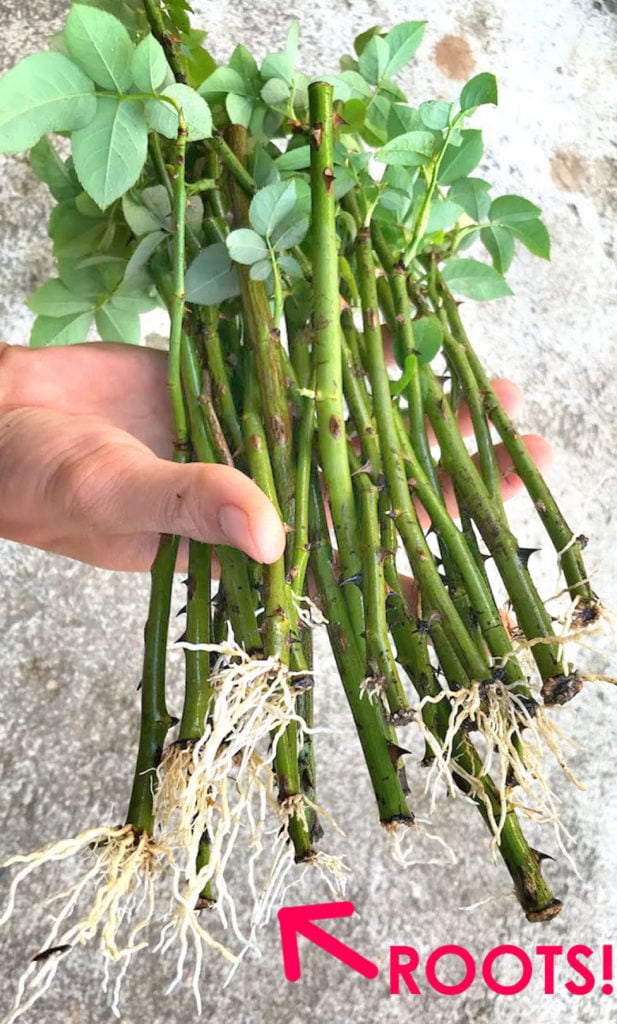 Grow Roses From Cuttings How To Propagate Rose Cut Flowers Bouquet Rooting Stems Root In Water Potato Soil Gardening Garden DIY Apieceofrainbow 4 617x1024 