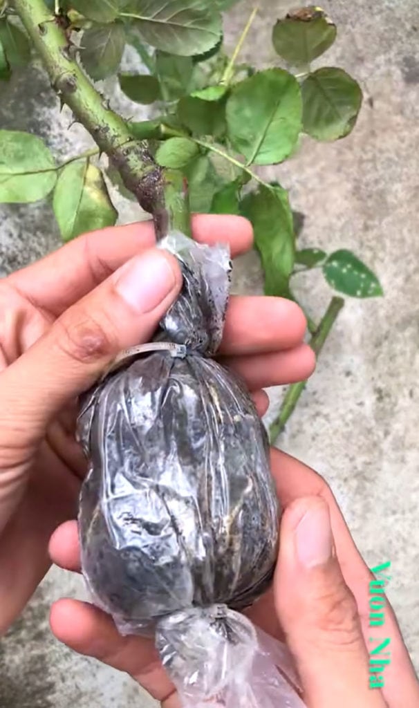 propagate plants by air layering