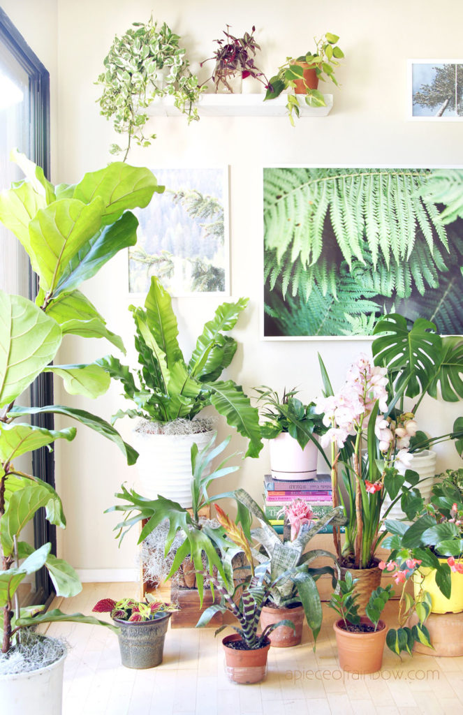 17 Best Indoor Tropical Plants - Best Tropical Plants