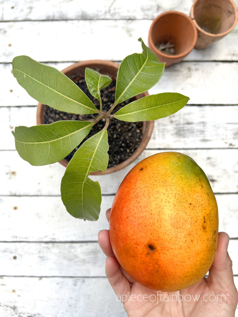 images of mango plant