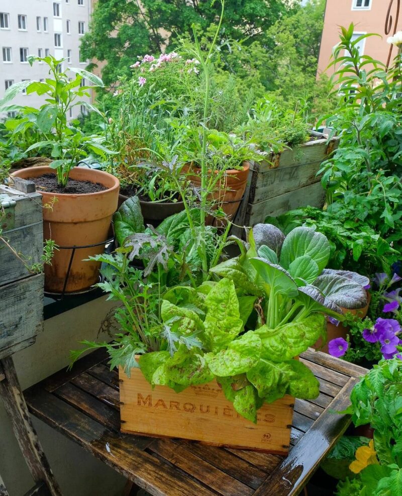 Quickstart Guide to Container Vegetable Gardening • Lovely Greens