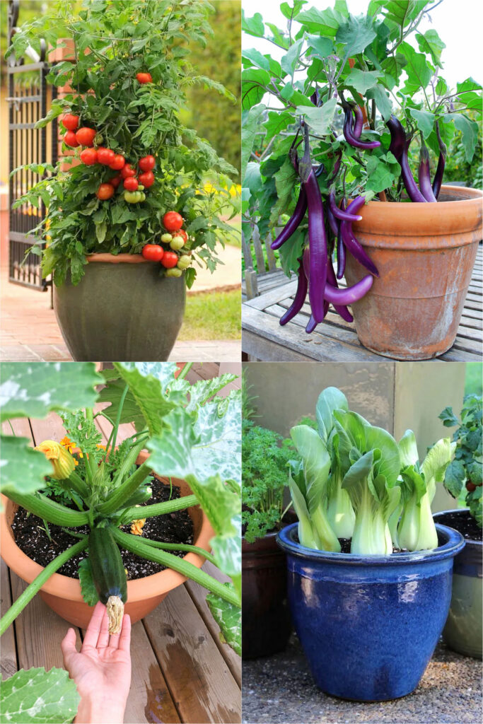 zucchini plant in pot