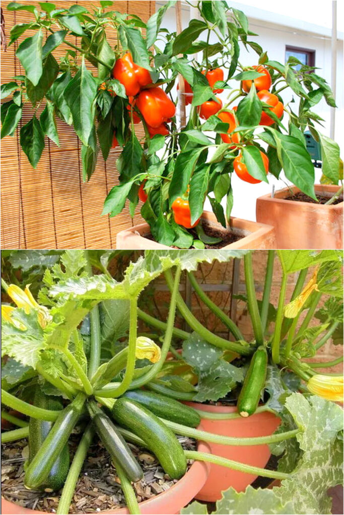 16 Vegetables That Are Easily Grown in Pots or Containers