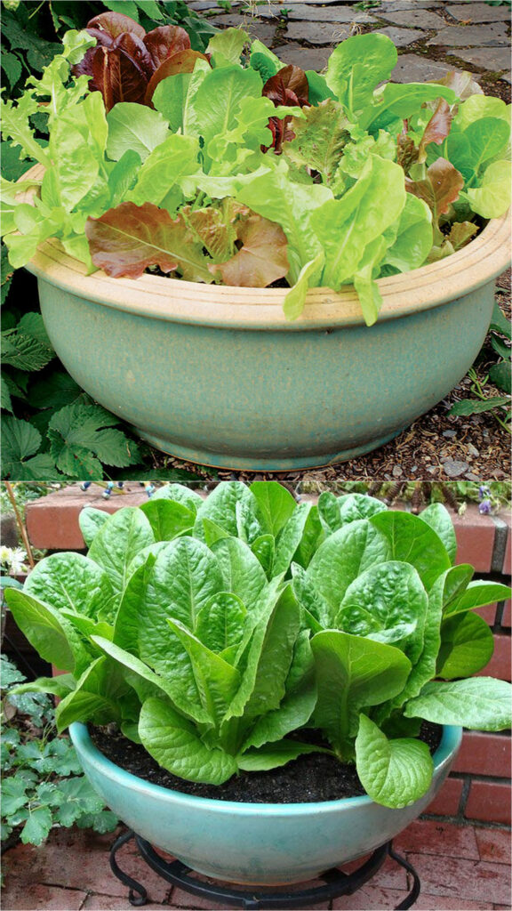 5 Top Fruits and Vegetables That Grow in Containers​