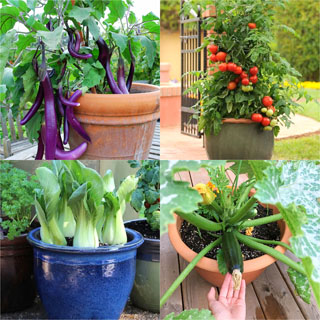 Southwest Container Gardening: Growing Potted Vegetables In