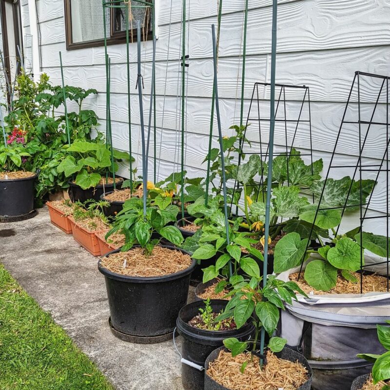 Vegetable Container Gardening Ideas: Tips for Beginners - Peanut