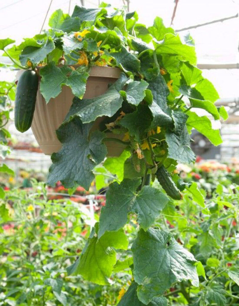 https://www.apieceofrainbow.com/wp-content/uploads/2023/02/container-vegetable-garden-ideas-backyard-gardening-grow-bag-tomatoes-peppers-herbs-vertical-planting-lettuce-cabbage-crates-apieceofrainbow-20-800x1024.jpg