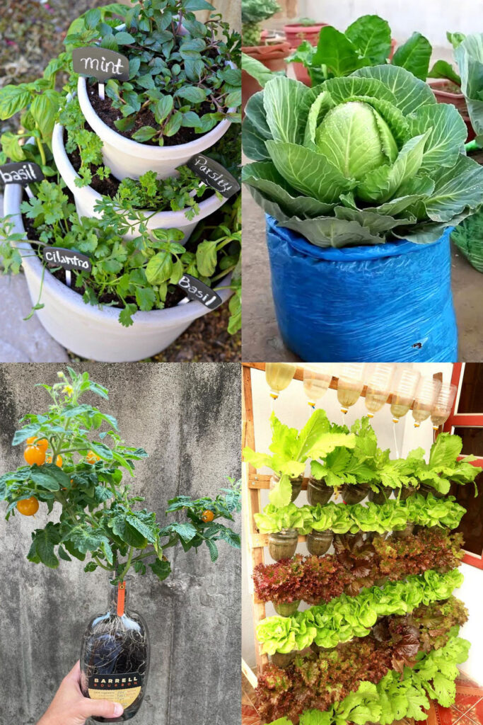 vegetable plant unusual containers