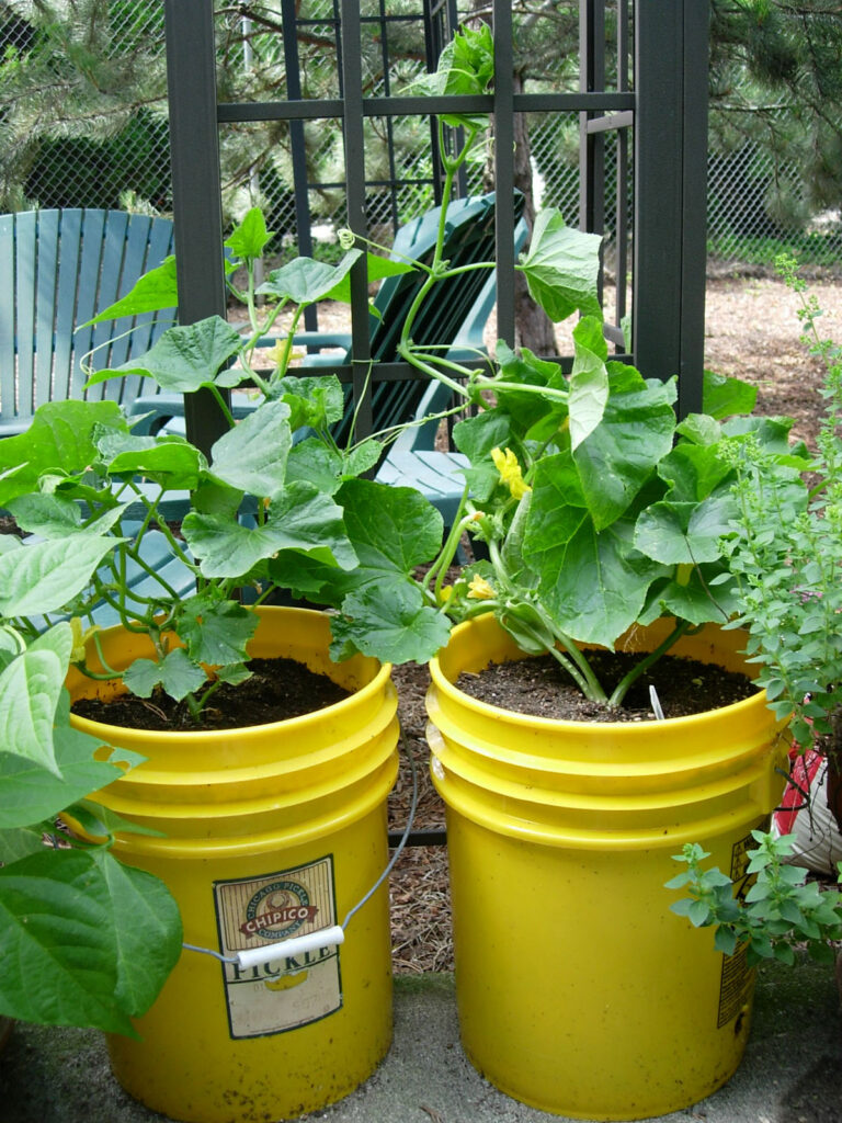 https://www.apieceofrainbow.com/wp-content/uploads/2023/02/container-vegetable-garden-ideas-backyard-gardening-grow-bag-tomatoes-peppers-herbs-vertical-planting-lettuce-cabbage-crates-apieceofrainbow-4-768x1024.jpg