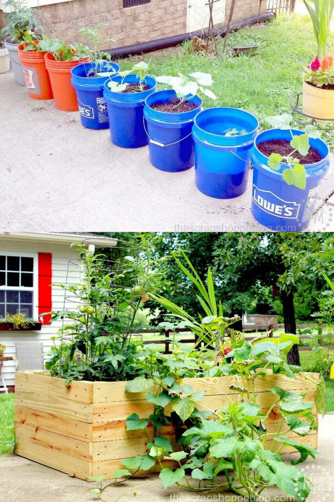 vegetable gardens in pots
