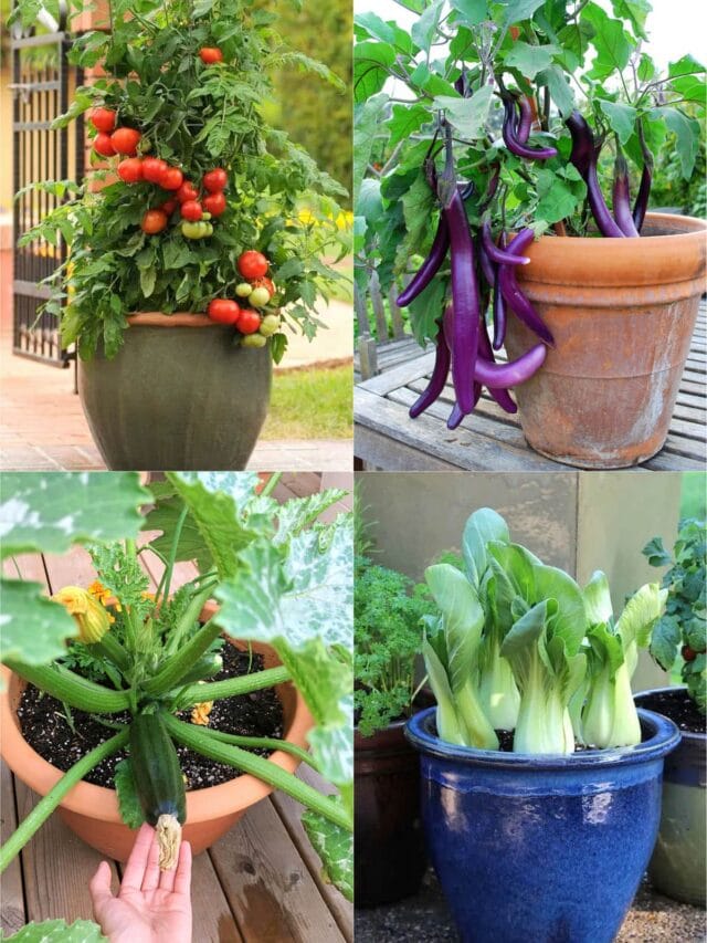 https://www.apieceofrainbow.com/wp-content/uploads/2023/02/cropped-best-vegetables-container-gardening-planters-pots-buckets-garden-ideas-tomato-pepper-lettuce-zucchini-sweet-potato-cucumber-apieceofrainbow-2.jpg