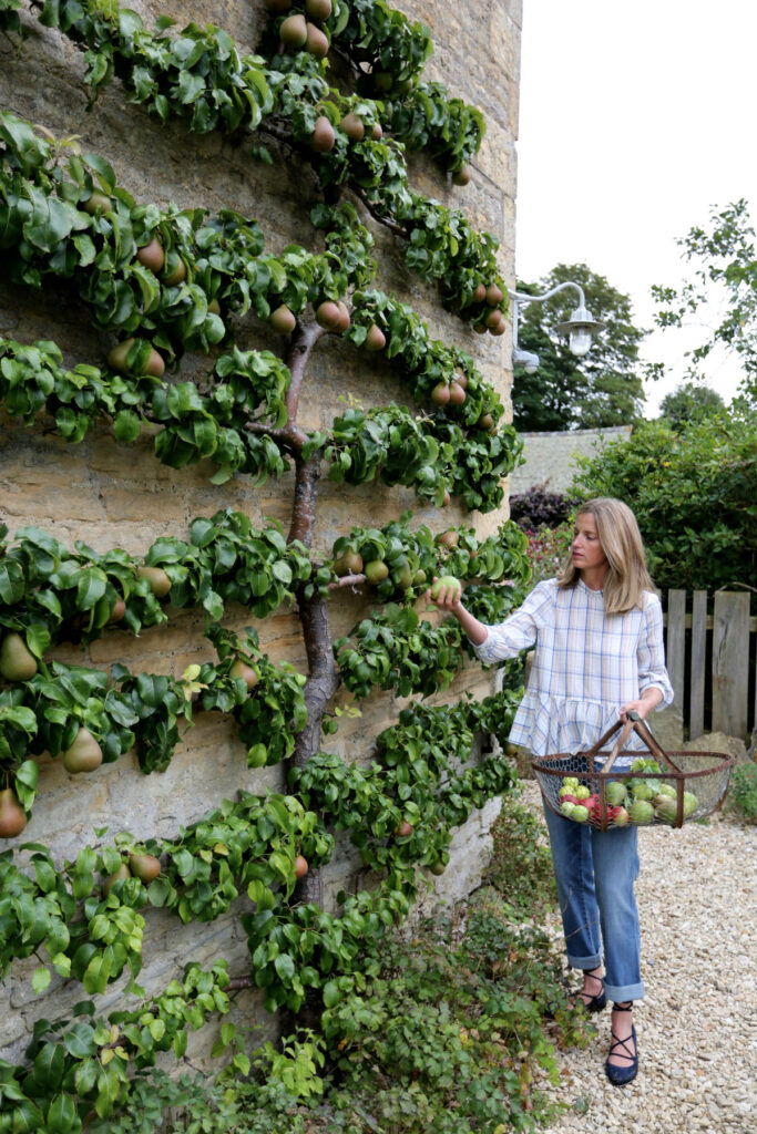 espaliered pear against stone wall in the garden