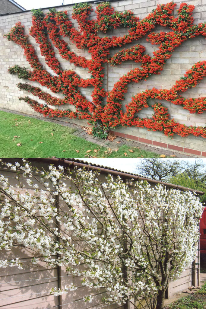  Pyracantha and sour cherry trained as espalier