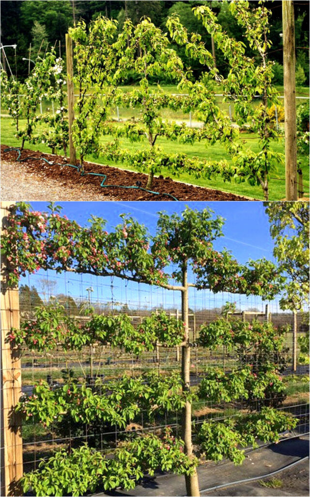  espalier fence with cables support