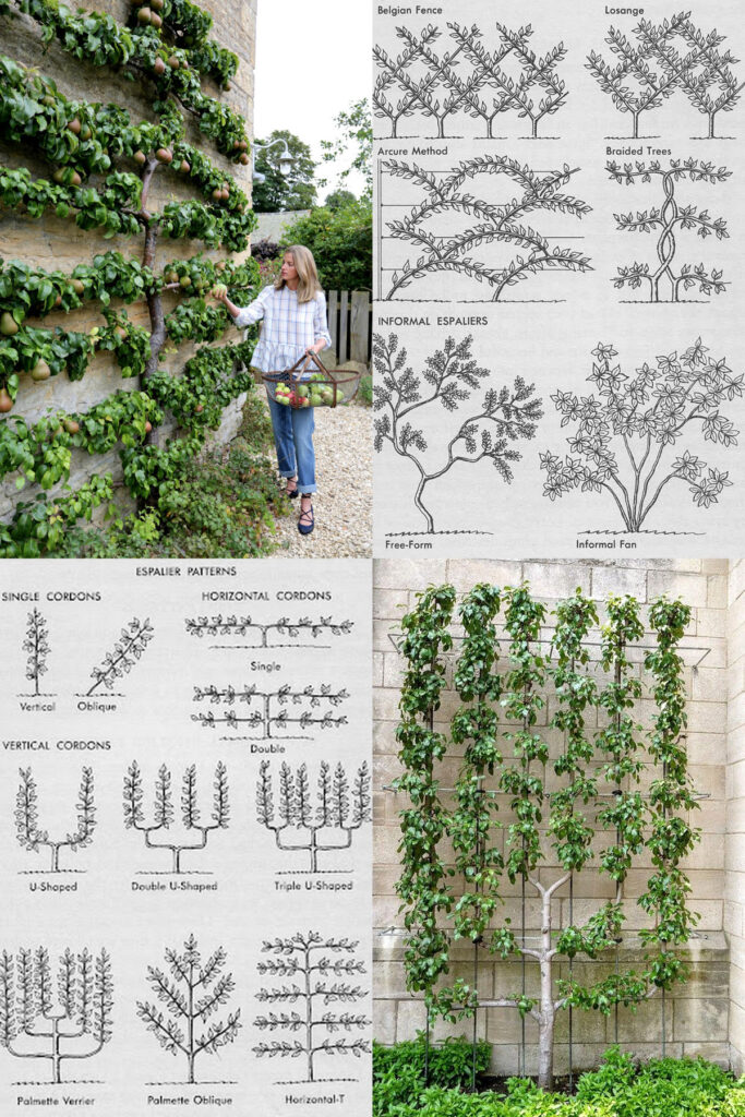 Create a productive garden with espalier fruit trees & flower shrubs: best varieties, training ideas, design patterns, how-to tutorials 