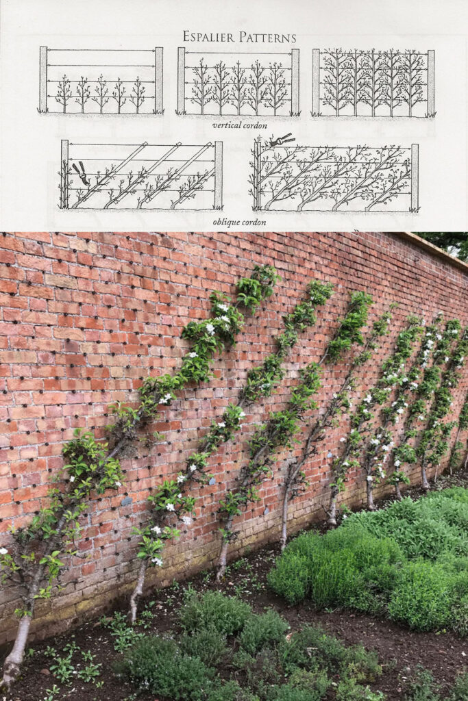 DIY support structures for espalier trees