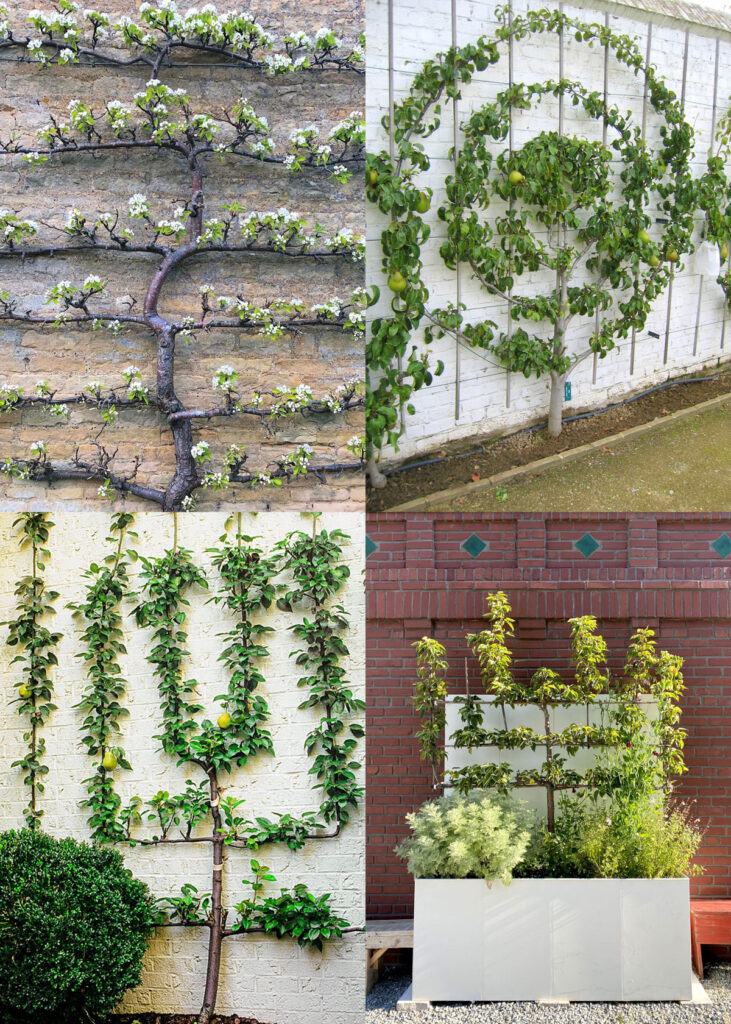 beautiful garden with espalier apple and pear trees