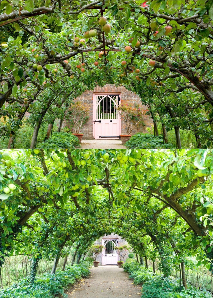apple espalier arches